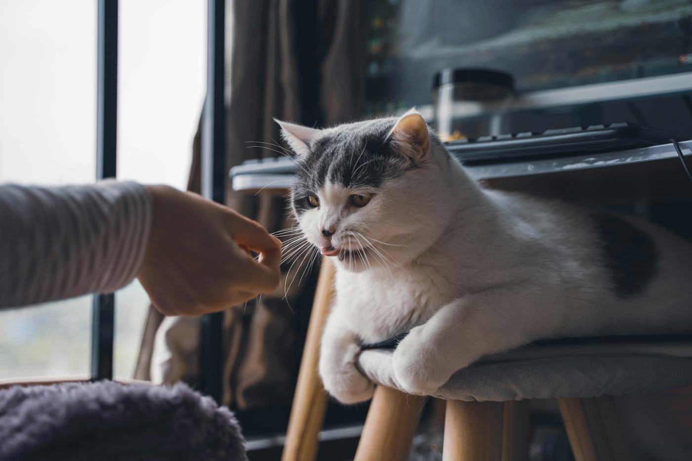 Owner offering a treat to her grey and white cat