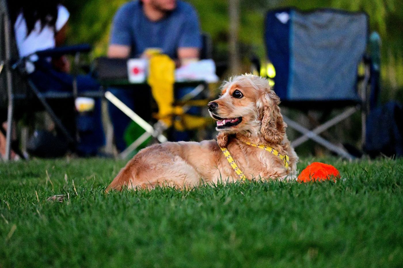 Cocker spaniel resting on grass with owner in the background