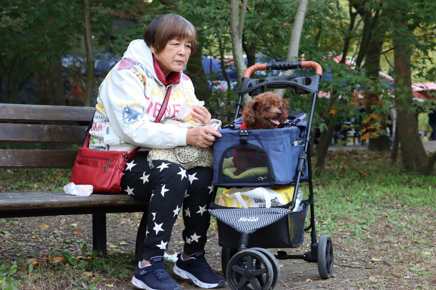 Woman sitting on a park bench with her toy poodle in a stroller