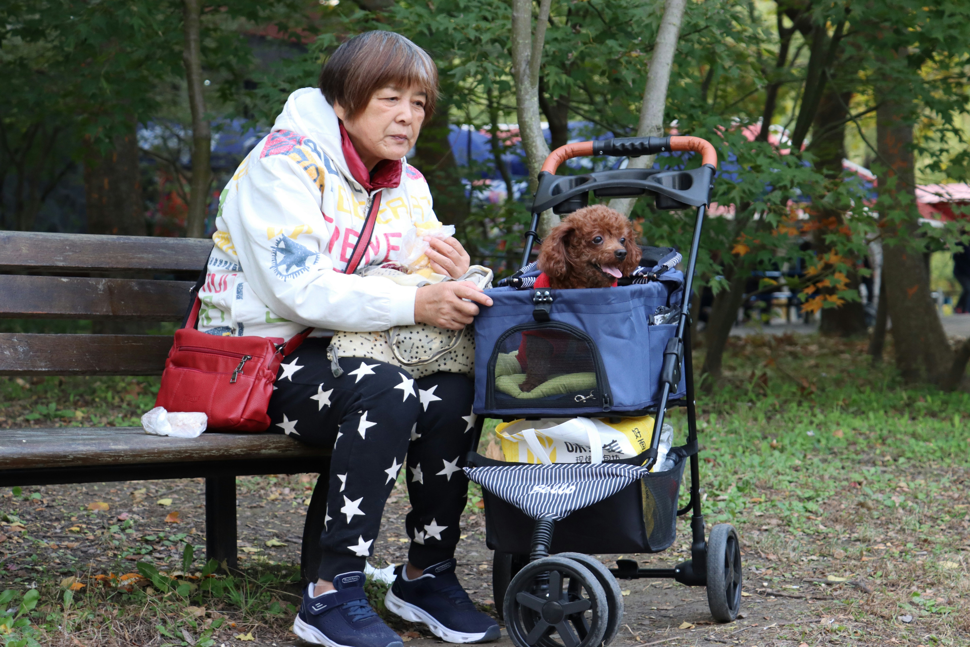 Woman sitting on a park bench with her toy poodle in a stroller
