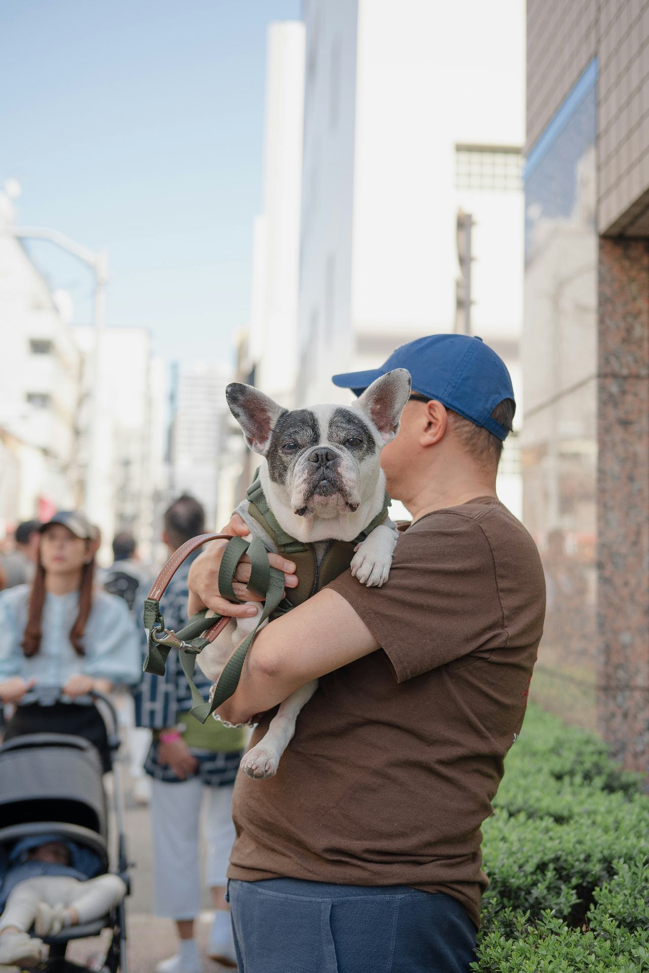 Man in a baseball cap carrying his French bulldog on a city street