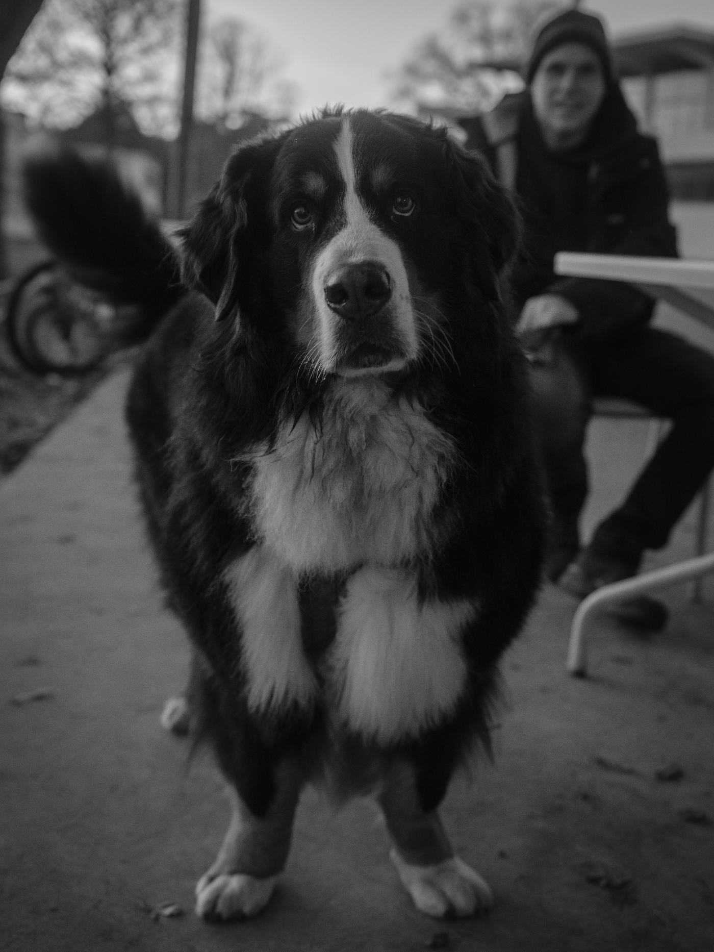 Bernese mountain dog standing in front of its owner at a cafe